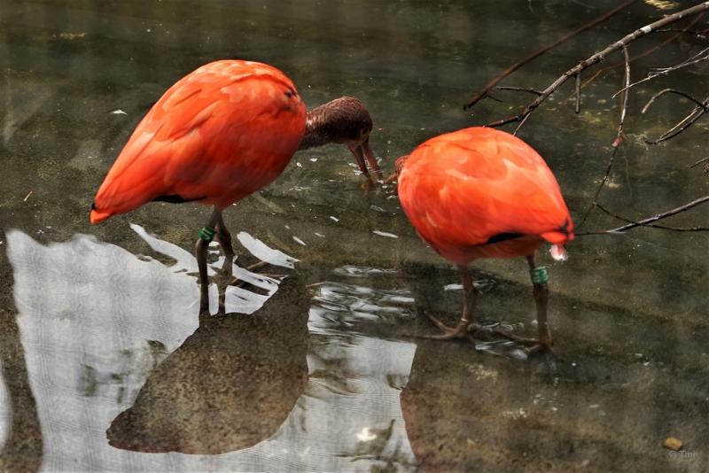 bdFoto 35.JPG - Artis en de hortus botanicus